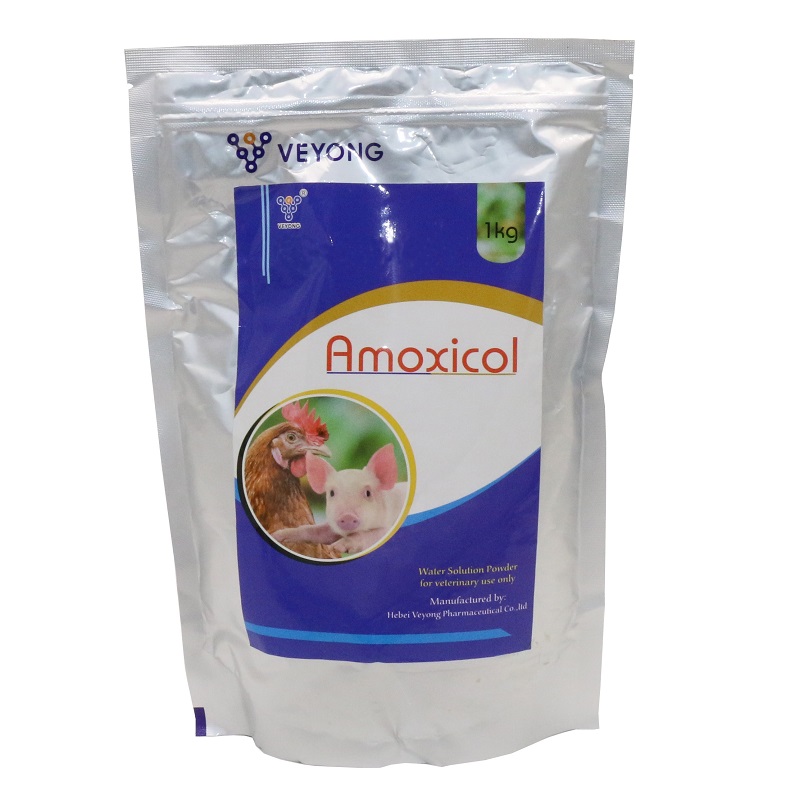 Amoxicillin Colistin အမှုန့်