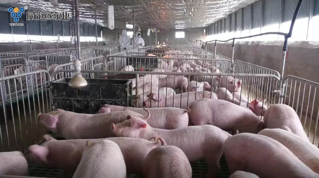 pig medicine